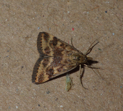 Pyrausta despicata