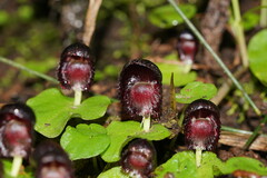 Corybas grumulus