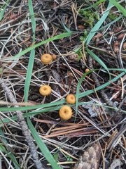 Xeromphalina cauticinalis