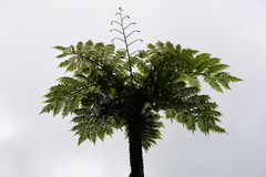 Cyathea