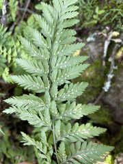 Dryopteridaceae
