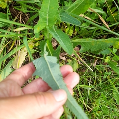 Sonchus arvensis uliginosus