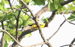 Oriolus xanthornus