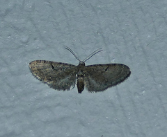 Eupithecia miserulata