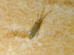 Entomobryinae