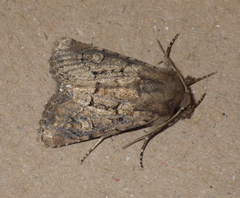 Luperina testacea