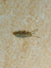 Entomobryinae