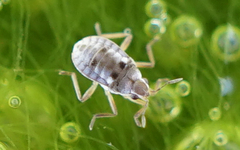 Microvelia