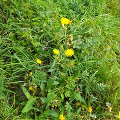 Sonchus arvensis uliginosus