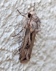 Agrotis spinifera
