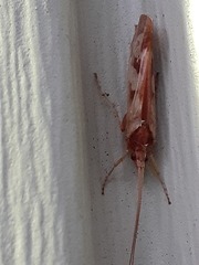 Limnephilus rhombicus