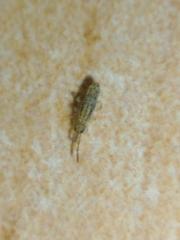 Entomobryinae