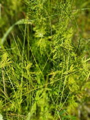 Thelypteris palustris pubescens