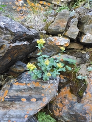 Rhodiola