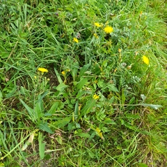 Sonchus arvensis uliginosus