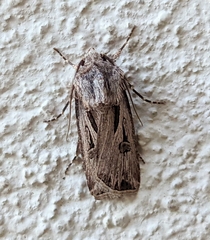 Agrotis spinifera