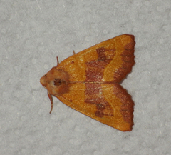 Atethmia centrago