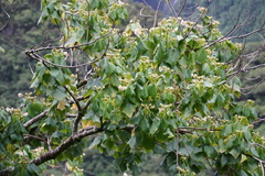 Dombeya