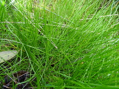 Isolepis sepulcralis