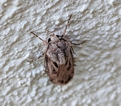Agrotis spinifera