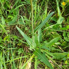 Sonchus arvensis uliginosus