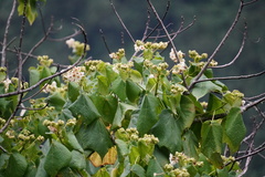 Dombeya