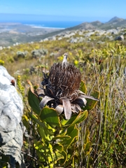 Protea speciosa