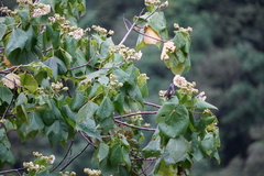 Dombeya