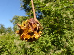 Andricus quercuscalicis