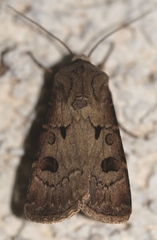Agrotis exclamationis