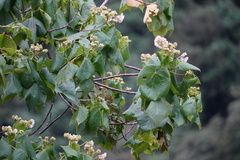Dombeya