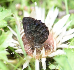 Erebia