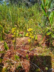 Scheuchzeria palustris