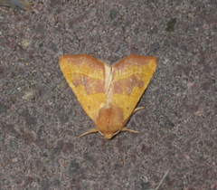 Atethmia centrago