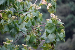 Dombeya