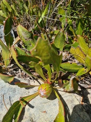 Protea acaulos