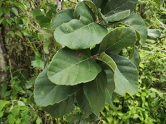 Cordia dodecandra