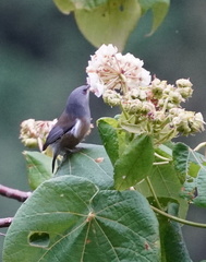 Zosterops borbonicus