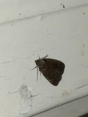 Idia diminuendis
