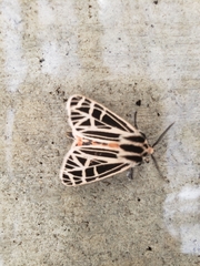 Apantesis parthenice