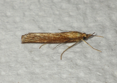 Agriphila tristella