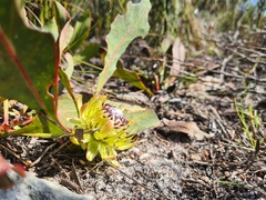 Protea acaulos
