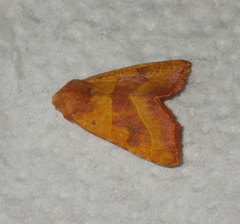 Atethmia centrago