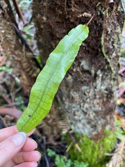 Microsorum pustulatum pustulatum