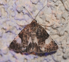 Tyta luctuosa