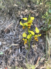 Diuris sulphurea