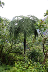 Cyathea