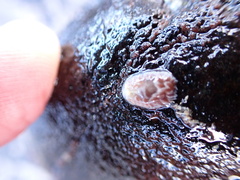 Aeolidia