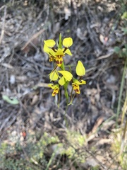 Diuris sulphurea