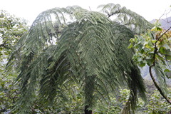 Cyathea